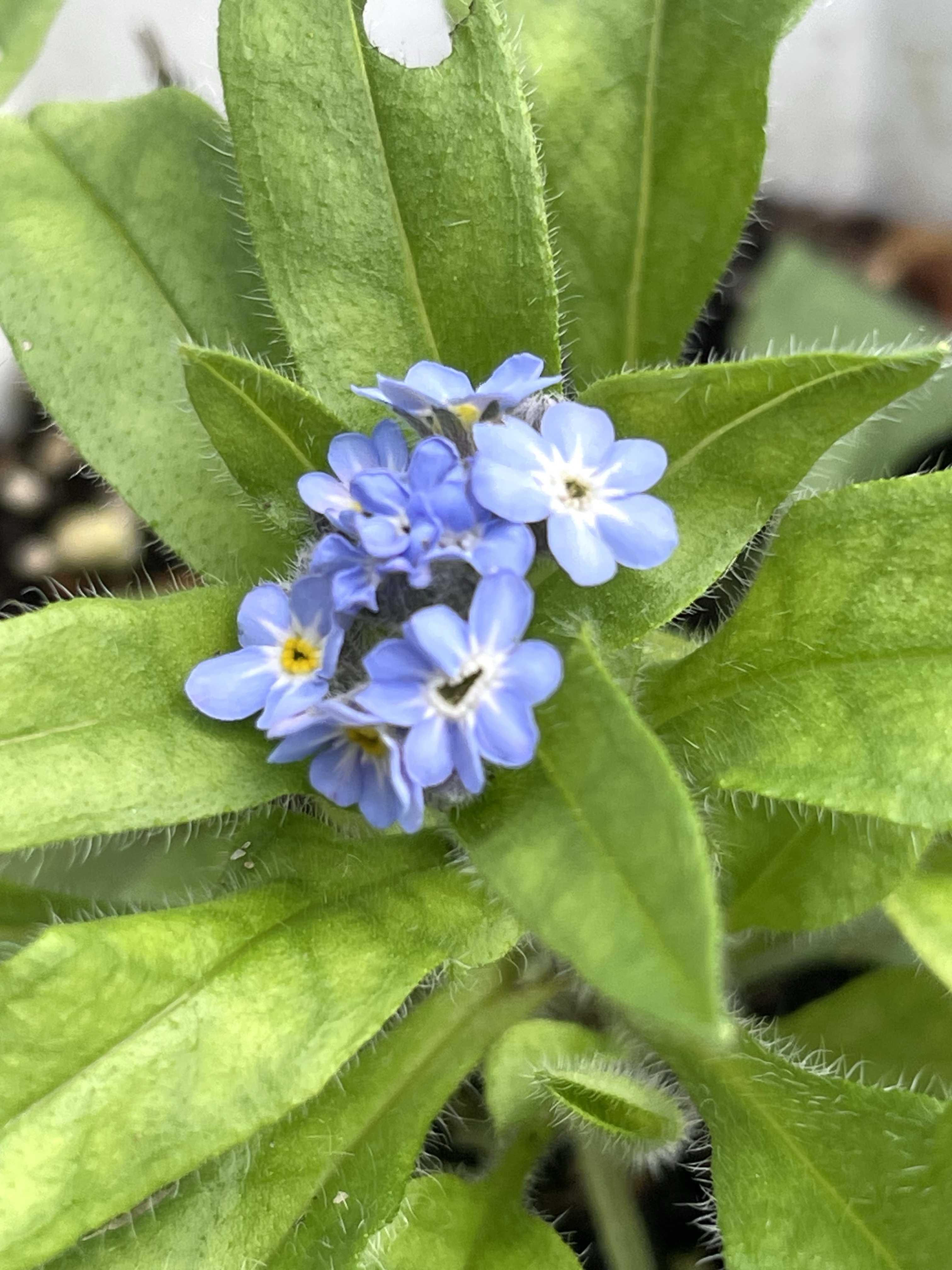 勿忘草の育て方｜種まき時期はいつ？プランターで寄せ植えのコツは