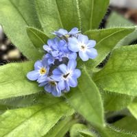 ワスレナグサ,可愛い,美しい,爽やか,綺麗の画像