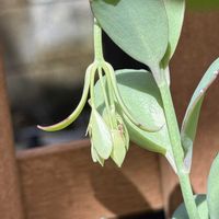 カランコエ,胡蝶の舞,挿し木のカランコエ,鉢植え,挿し木の画像