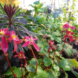 ユーフォルビア ブラックバード,大文字草 紅司の画像