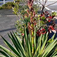 ニューサイランの画像