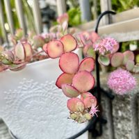 ミセバヤ,フェンスの画像