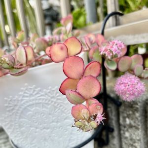 ミセバヤ,フェンスの画像