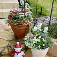 ローダンセマム,ガーデンシクラメン,チェッカーベリーの画像