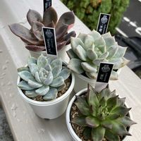 ジュエリーアイス,氷輪,ブラックダック,多肉植物,多肉中毒の画像