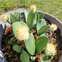 マユハケオモトの画像