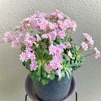 レウィシア,癒し,花のある暮らし,笑顔になれる♪,感謝の気持ちの画像