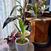 ドラセナ,タビビトノキ,タビビトノキ,タビビトノキ,カラテアの画像