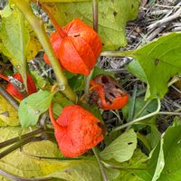 ホオズキの画像