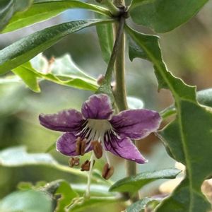 クコ,クコ,ナス科,散歩道の花の画像