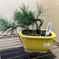 黒松,盆栽の画像