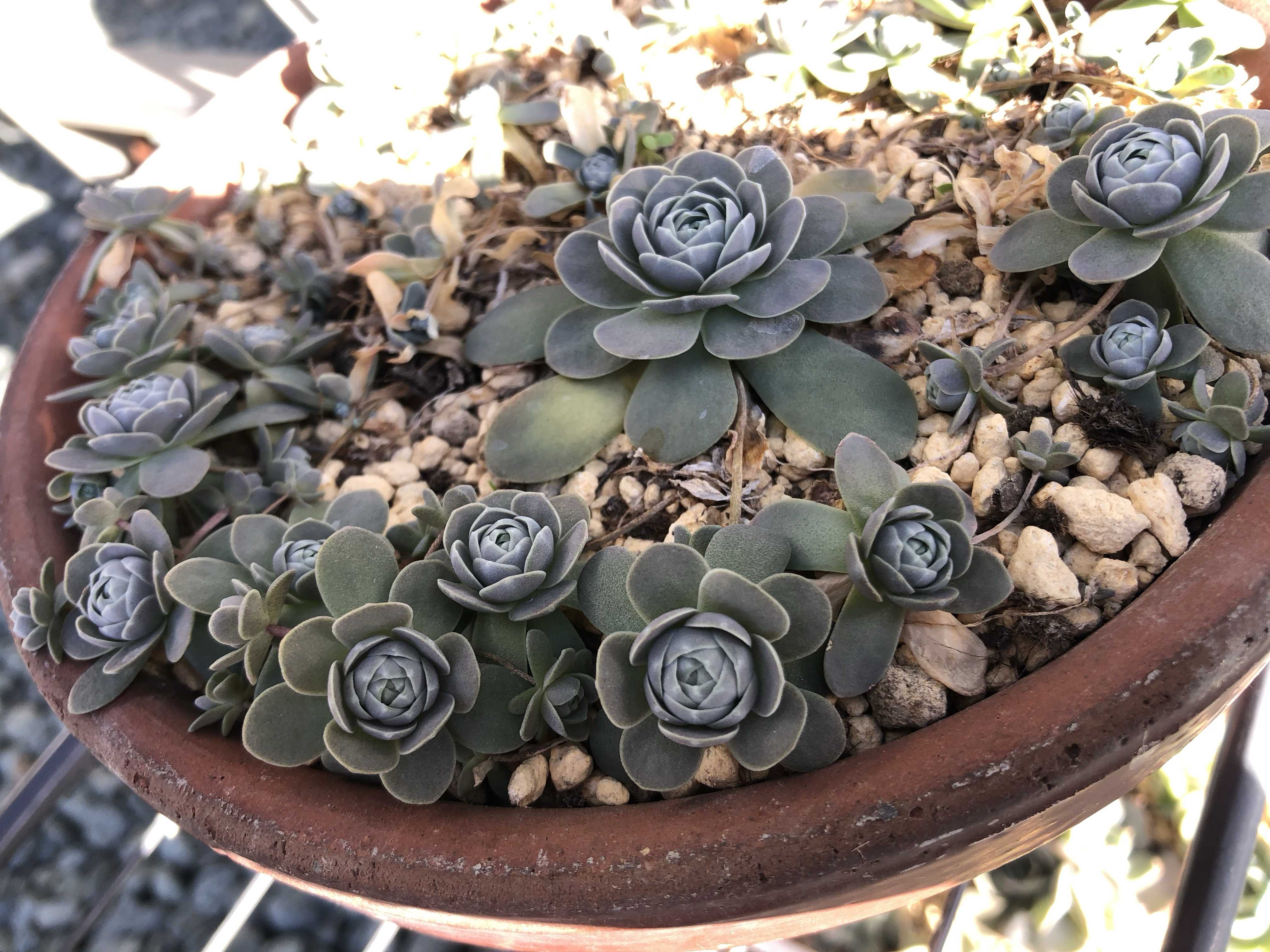 子持ち蓮華は増えすぎ注意？育て方と増やし方を正しく学ぼう