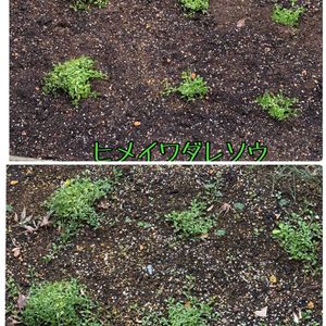 ガーデニング,グランドカバー,庭の画像