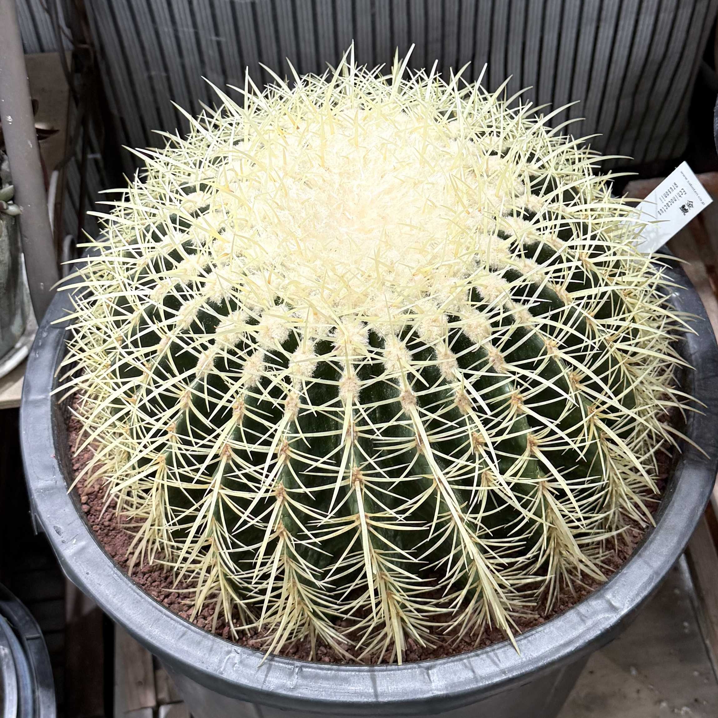 金鯱の一覧｜🍀GreenSnap（グリーンスナップ）