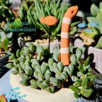 碧魚連,エキノス 碧魚連,レーマニー,ドルフィンネックレス,レーマニー錦の画像