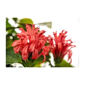 サンゴバナ,フラミンゴプランツ,赤い花,常緑低木,プランターの画像