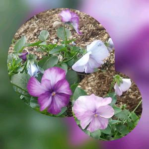 オキザリス,オキザリス,パンジー・ビオラ,パンジー,ビオラの画像