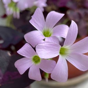 オキザリス,白鳥,白鳥,コハウチワカエデ,コハウチワカエデの画像