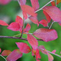 ブルーベリー,ブルーベリーの葉,庭のブルーベリー,紅葉（こうよう）,植物のある暮らしの画像