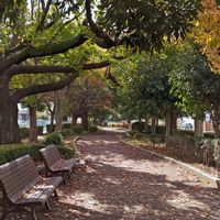 紫丸,ステノ,日ノ出,多肉中毒,タニラーの画像