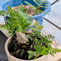 イワヒバ,ケロちゃん❤️,観葉植物,わが家の観葉植物❢,ケロちゃんの画像