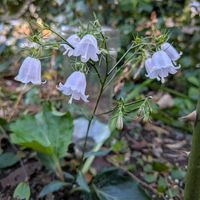 ツリガネニンジン,ガーデニング,山野草,多年草,胸キュンの画像