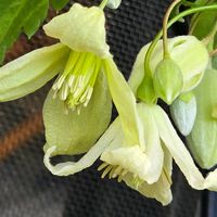 クレマチス,感謝,花のある暮らし,いつまでも,き　れ　い❤の画像