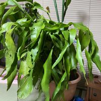 月下美人,ガーデニング,いつもありがとう♡,教えて下さい！,庭づくりの画像