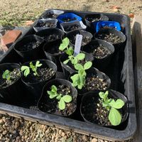 オオデマリ,モミジ,紅葉,スジなしスナップエンドウ,スジなしスナップエンドウの画像