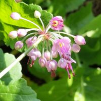らっきょう,らっきょう,無農薬,菌ちゃん農法,家庭菜園の画像