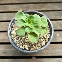 レウィシア,レウィシア エリーゼ,レウイシア,植え替え,ベランダの画像