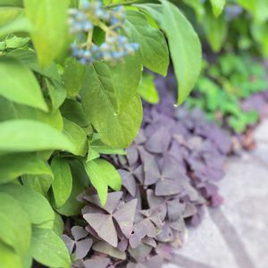 オキザリス,オキザリス・トライアングラリス,常山アジサイ,常山アジサイ 碧の瞳,オキザリス 紫の舞（トライアングラリス）の画像