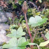 ミヤマカタバミ,ミヤマカタバミ,カタバミ,花のある暮らし,植物好きの画像
