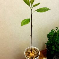 アボカド,アボカド,観葉植物,グリーンのある暮らし,観葉植物を楽しむの画像