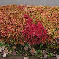 オタフクナンテンの画像