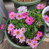 ボンザマーガレット,ボンザマーガレット　コスモスピンクの画像