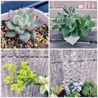 ツルニチニチソウ,月兎耳,白うさぎ,ソラナム・ラントネッティー　バリエガータ,ミロッティの画像