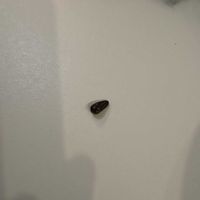 ワレモコウの画像