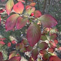 ハス,ハナミズキ,ハナミズキ,ハゼ,ハスの実の画像