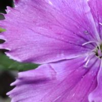 セキチク,ナデシコ,ピンク,ピンクの花,大好きな花の画像