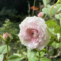 トックリラン,トックリラン,バラ　フンショウロウ,バラ　フンショウロウ,ヒペリカム ゴールドフォームの画像