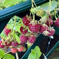 ラズベリー,四季なりラズベリー,赤い実,おうち園芸,小さな庭の画像