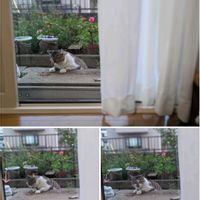 ジニア,ハイビスカス,ロウバイ,ジュズサンゴ,ニャツフィの画像