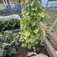 菜の花,大根,パクチー,スナップエンドウ,白菜の画像