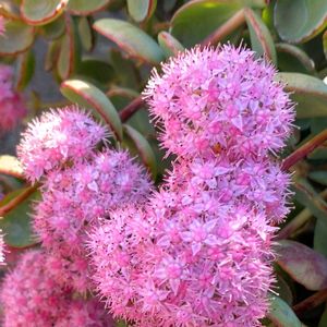 ミセバヤ,ミセバヤの花,多肉植物,綺麗な色♡,花のある暮らしの画像