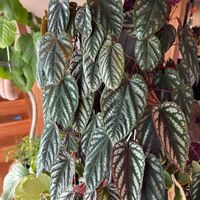 ピレア グラウカ,ピレア グラウカ,シッサス ディスカラーの画像