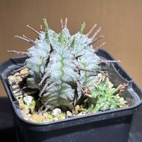 ユーフォルビア・ホリダ,ユーフォルビア ホリダ,ユーフォルビア 白肌ホリダ,かわいい,ユーフォルビアの画像