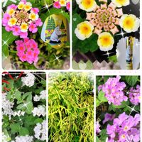 オキザリス,ランタナ,ルビーネックレス,黒法師,虹の玉（セダム属）の画像