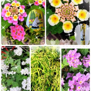 オキザリス,ランタナ,ルビーネックレス,黒法師,虹の玉（セダム属）の画像