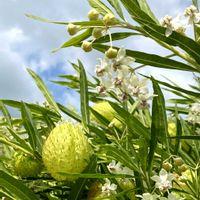 ジニア,ニチニチソウ,フウセントウワタ,ガーデニング,お花の画像